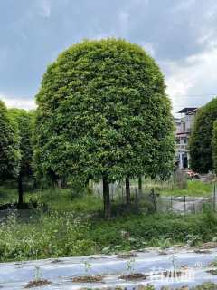 20公分桂花