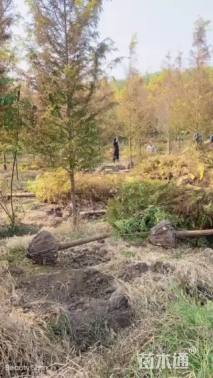 16公分金叶水杉