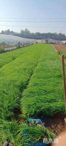 高度30厘米大花萱草