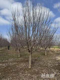 18公分绚丽海棠