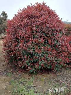 冠幅220厘米红叶石楠球