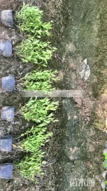 高度20厘米杜鹃