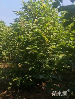 15公分红玉兰
