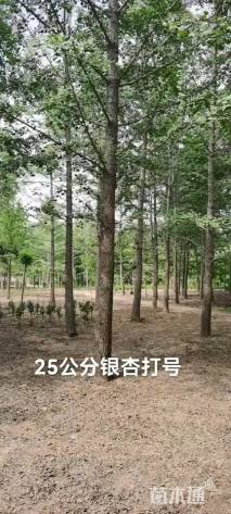 15公分杏树