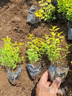 高度25厘米金山绣线菊