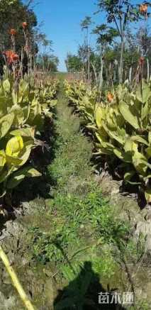 高度30厘米花叶美人蕉