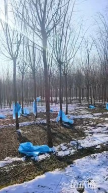 8公分青皮垂柳