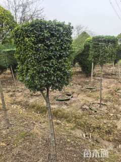 5公分造型小叶女贞