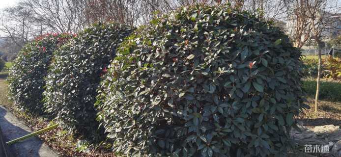 冠幅250厘米红叶石楠球