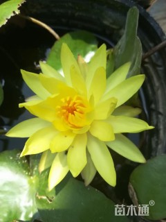 高度35厘米睡莲