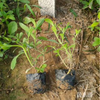 高度20厘米柳叶马鞭草