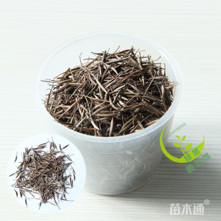 硫华菊种子硫华菊种子