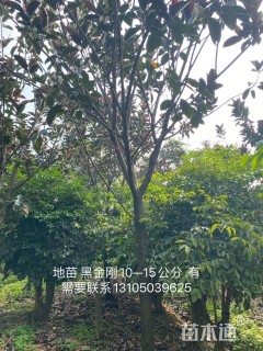 12公分橡胶榕