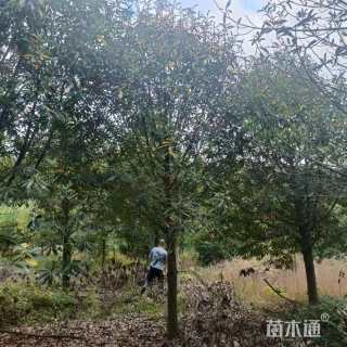 20公分红花木莲