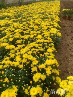 高度22厘米国庆菊