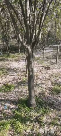 10公分西府海棠