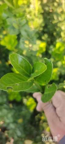 高度80厘米北海道黄杨