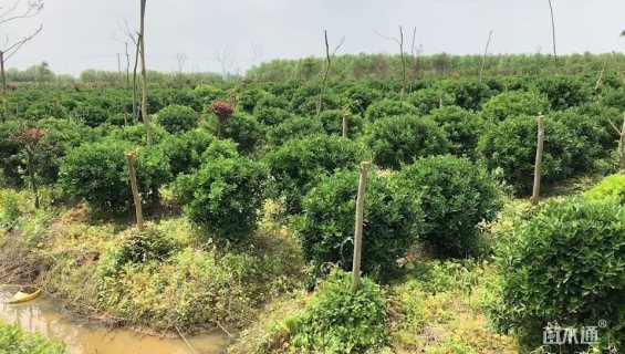 冠幅1000厘米大叶黄杨球