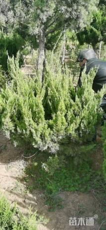 冠幅120厘米龙柏球