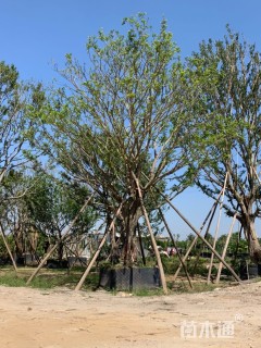 30公分朴树