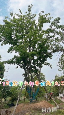 130公分丛生朴树