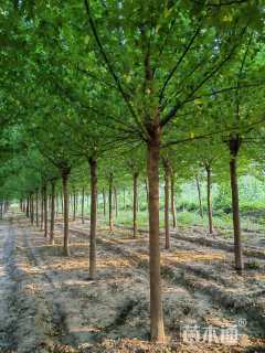 15公分金叶复叶槭