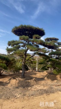 13公分造型黑松