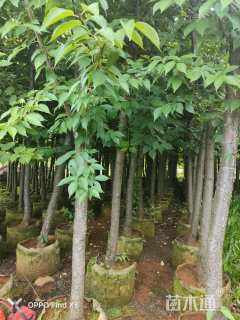 8公分云南樱花