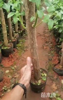 高度60厘米三角梅