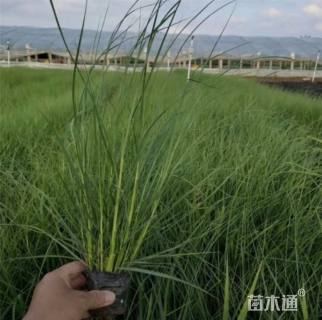 高度40厘米狼尾草