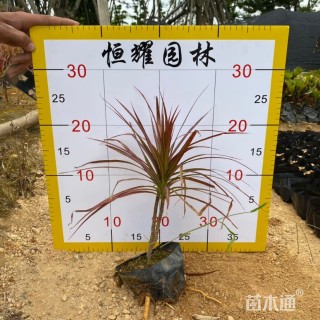 高度25厘米七彩马尾铁