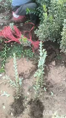 高度50厘米金边黄杨小苗