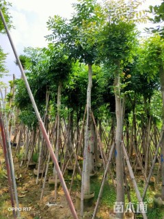 8公分桃花心木