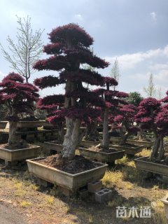 20公分造型红花继木桩