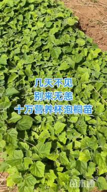 1公分泡桐