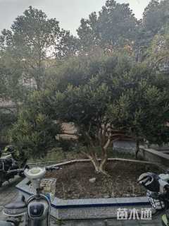 高度4.5厘米黄杨