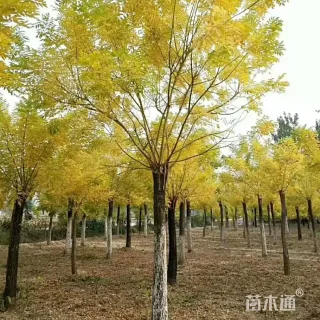 8公分金枝槐