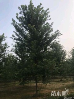 18公分美国红枫