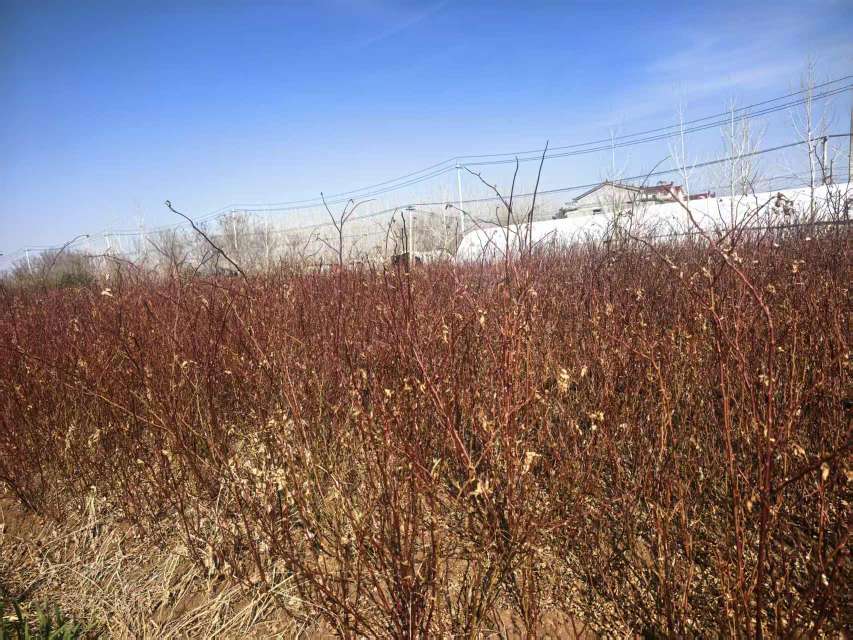 高度70厘米蔷薇