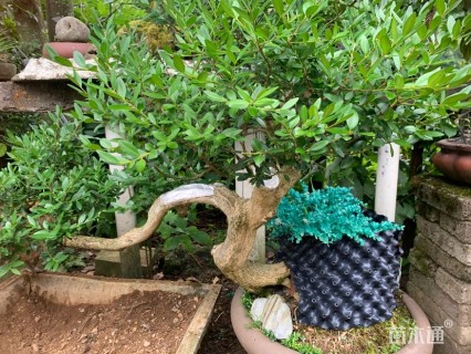 高度80厘米黄杨