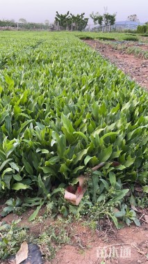 高度25厘米紫花玉簪