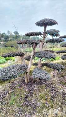 高度150厘米红花继木