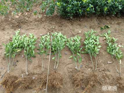 高度45厘米大叶黄杨