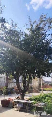 高度50厘米万年青