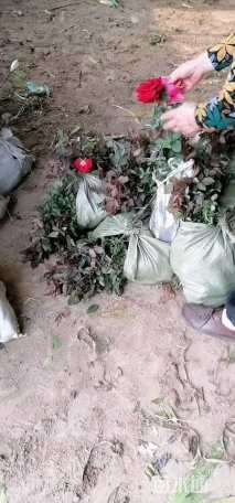 高度20厘米月季