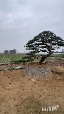 20公分造型黑松