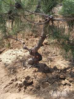 平度。旧店。山里石家村石建民