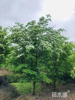 12公分四照花