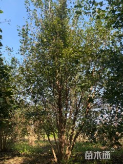 高度600厘米丛生元宝枫