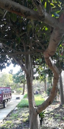 25公分枇杷